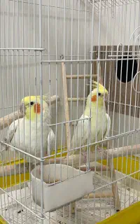 جفت عروس هلندی مولد