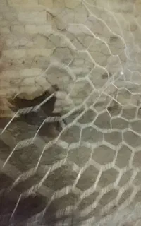مرغ