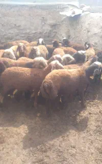 بره درجه یک بهترین مال نگاه کن مشخصه