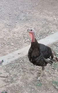 دو عدد بوقلمو