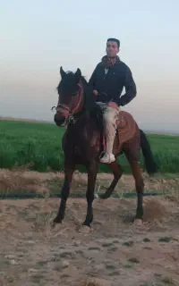 اسب نریان یورقه