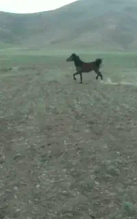 اسب