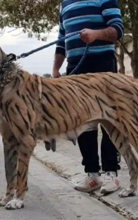 سگ توله سرابی قیمت توافقی