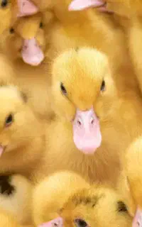 فروش جوجه اردک پکنی درجه یک ارسال به سراسر کشور