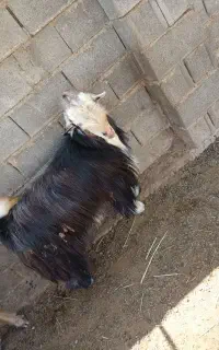 با سلام خدمت دوستان فروش دوبر شهر کردی قیمت بالا