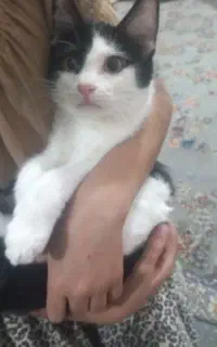 گربه ماده