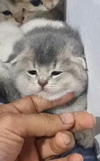 بچه گربه