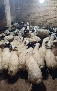 بره رزاق بهترین گوشت بصرفه مشتری 25 درصد تخفیف