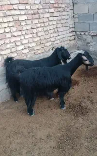 بز داشتی