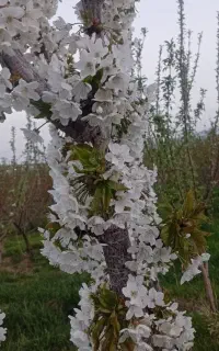 تیلر