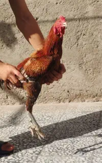مرغ و خروس افغان