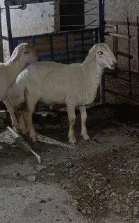 بره قوچ