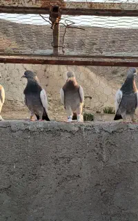 ۱۲تا پرنده درجه یک