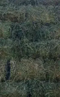 یونجه