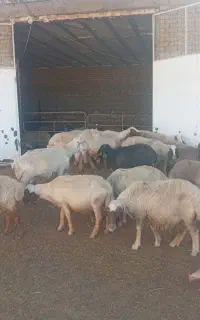 میش داشتی بره گوسفند گاو گوساله