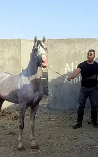 اسب عرب خالص ایرانی