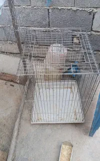 قفس جای طوطی