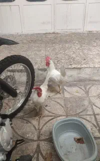 خروس