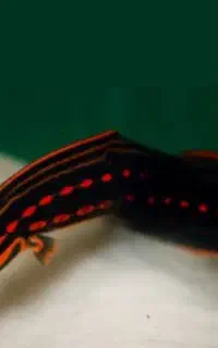 فایر ایل ۴۰سانت