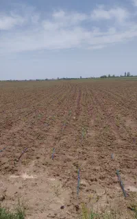 ذرت علوفه‌ای ای