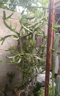 گل کاکتوس
