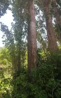 سفیدار و صنوبر 1000 عدد درخت سرپا