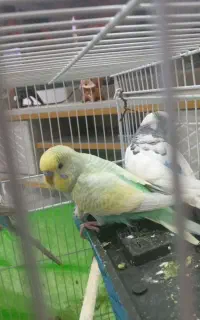 دو جفت مرغ عشق بالغ وآماده