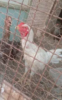 فروش مرغ و خروس سفیدلاری