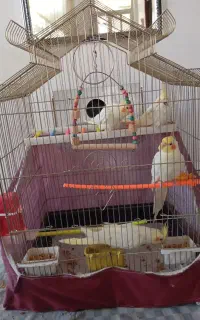 عروس هلندی