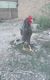 خروس محلی
