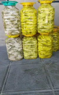 ترشی بیلهر