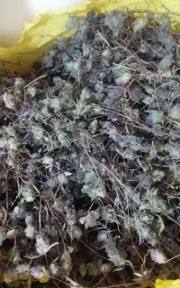 دوای زوفا