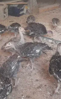 جوجه بغلمون