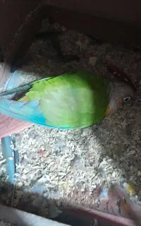 پرنده