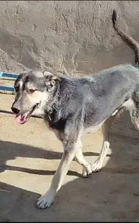 سگ سراب اصل