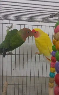 سه جفت کوتوله