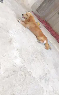 سگ پاپی