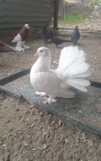 کبوتر دمچتری انگلیسی