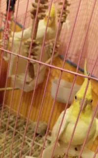 عروس هلندی