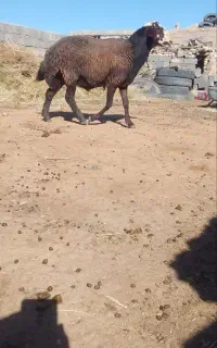 بره قوچ(شیشک)