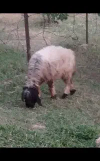بره ماده