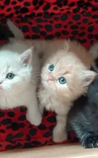 بچه گربه