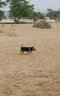سگ شیواوا  تربیت شده شناسنامه دار....