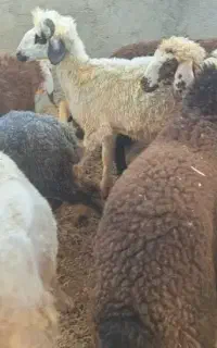 ۸عدد بره افشار