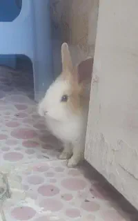 خرگوش