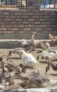 قوغاز آفریقایی