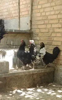 مرغ و خروس گلین