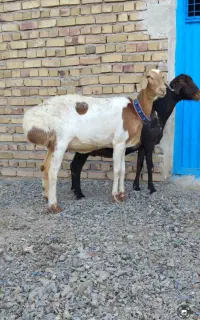 کاور دو دندان