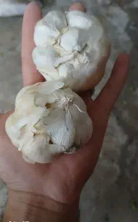 سیر درجه یک همدان