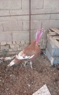 بوقلمون نر